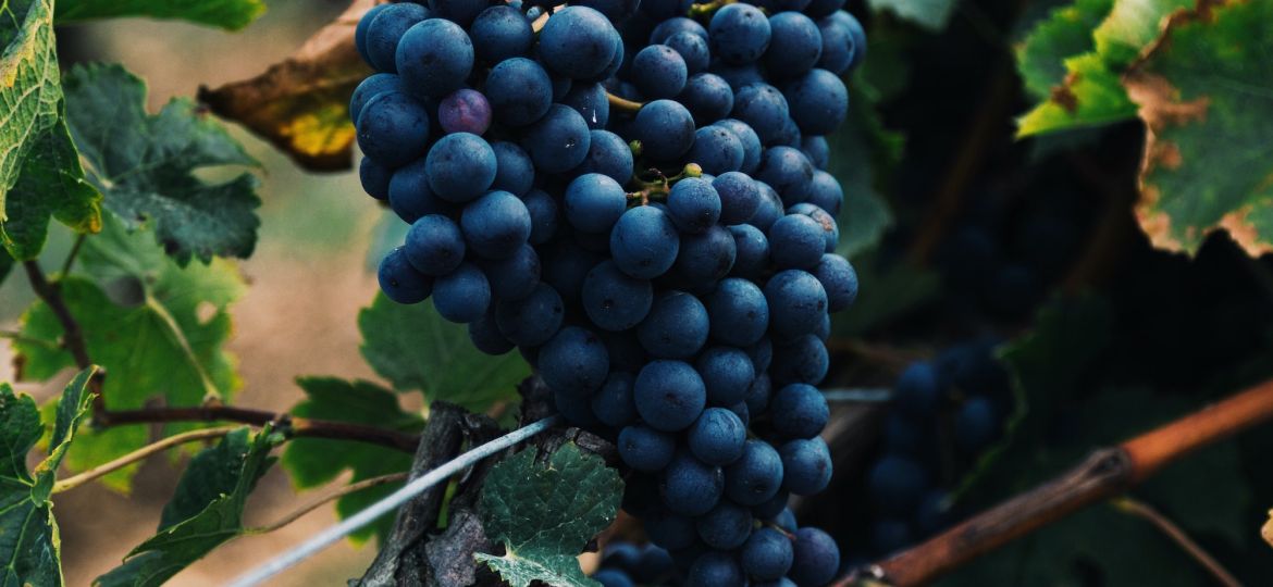 different fruity notes in wine making fine vintage wines from napa elleary wine