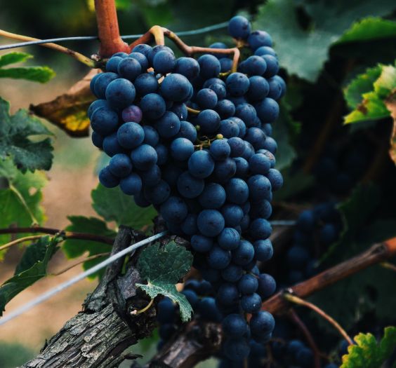 different fruity notes in wine making fine vintage wines from napa elleary wine