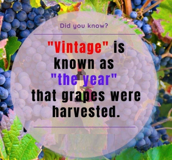 the meaning of vintage in wine vintages