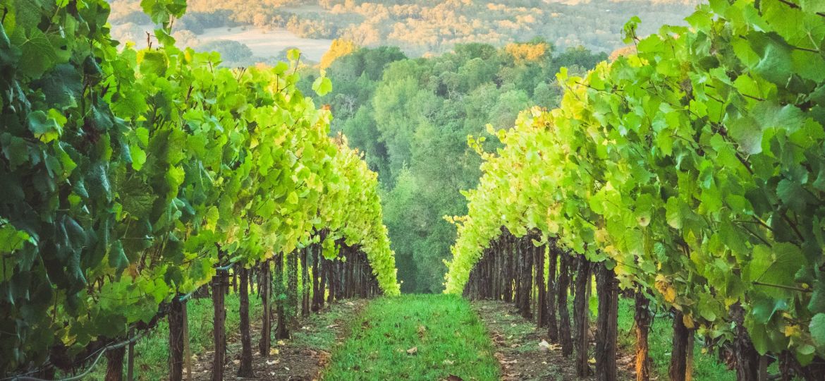 grape harvesting wine napa valley vintages