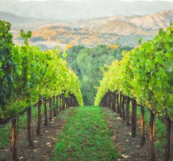 grape harvesting wine napa valley vintages