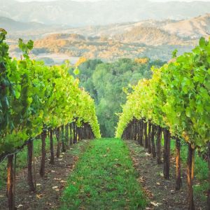 grape harvesting wine napa valley vintages