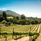 grape harvesting wine napa vintages