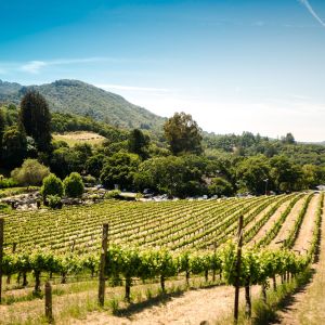 grape harvesting wine napa vintages