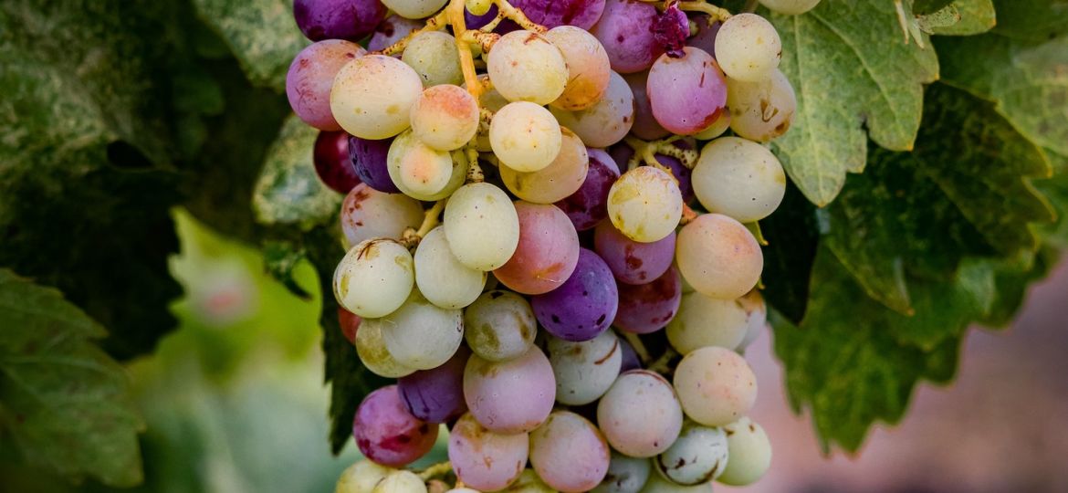 grape harvesting wine vintages napa valley karimi vineyards