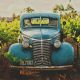 harvesting wine vintages napa karimi elleary