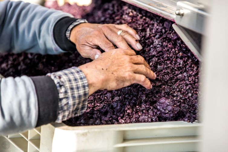 karimi-family-wine-vintages-grape-to-wine-journey