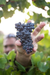 karimi-vineyards-grape-to-wine-journey