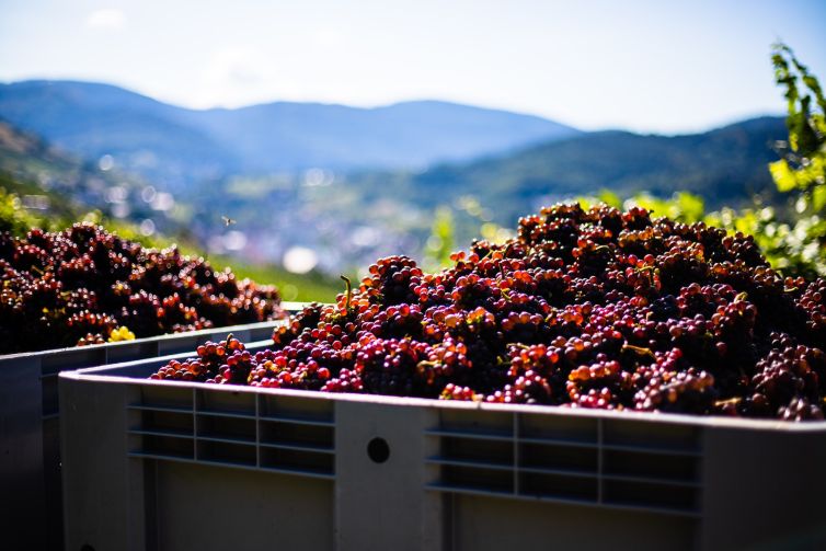 napa valley vineyards wine vintages