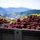 napa valley vineyards wine vintages