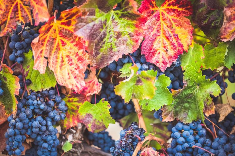 napavalley vineyards best vino vintage