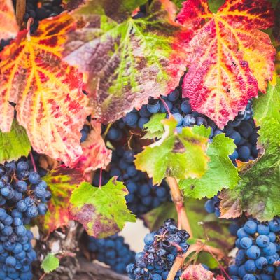napavalley vineyards best vino vintage