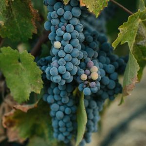wine-timeline-napa-vineyards-grape-to-wine-journey