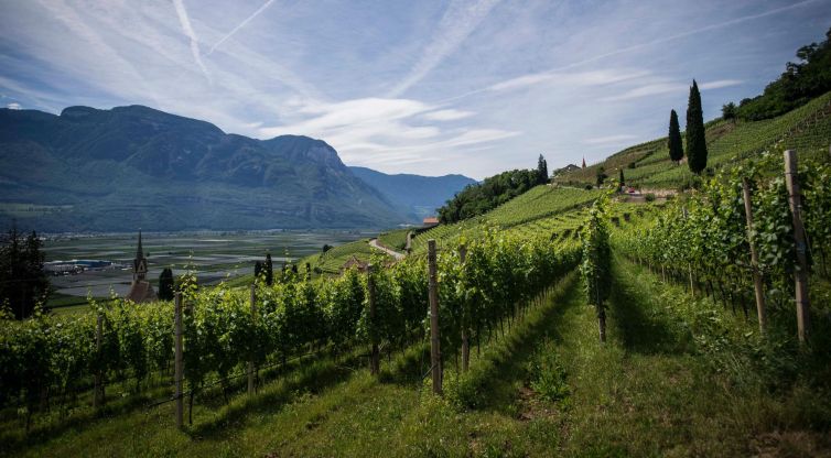 wine-vintages-elleary-wine-nappa-valley-grape-wines-karimi-vineyards-scaled-1