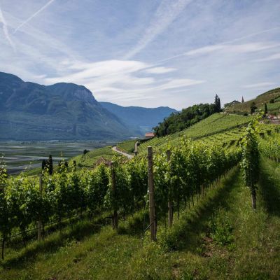 wine-vintages-elleary-wine-nappa-valley-grape-wines-karimi-vineyards-scaled-1