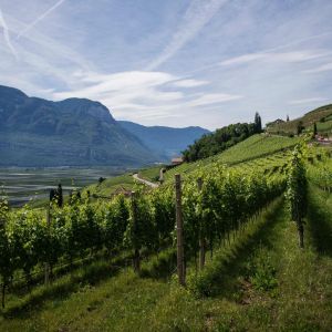 wine-vintages-elleary-wine-nappa-valley-grape-wines-karimi-vineyards-scaled-1