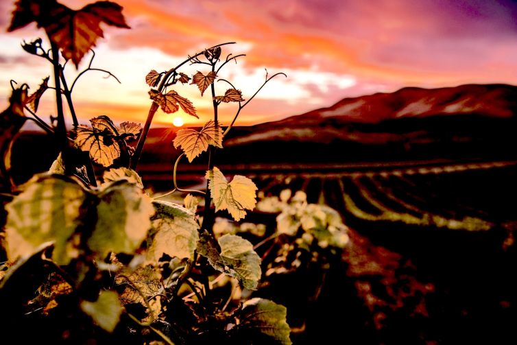 wine vintages elleary wine nappa valley grape wines vivid