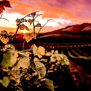 wine vintages elleary wine nappa valley grape wines vivid